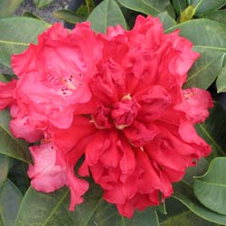 Rododendro rojo 'Markeeta's Prize'